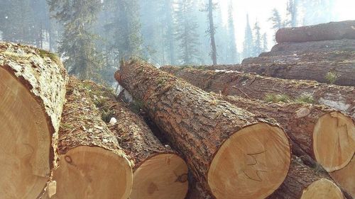 Фото: пресс-служба Минлеса Хакасии